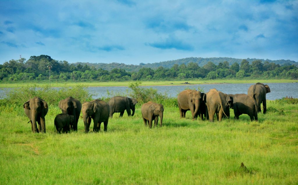 Adventure safari travel sigiriya elephant safari