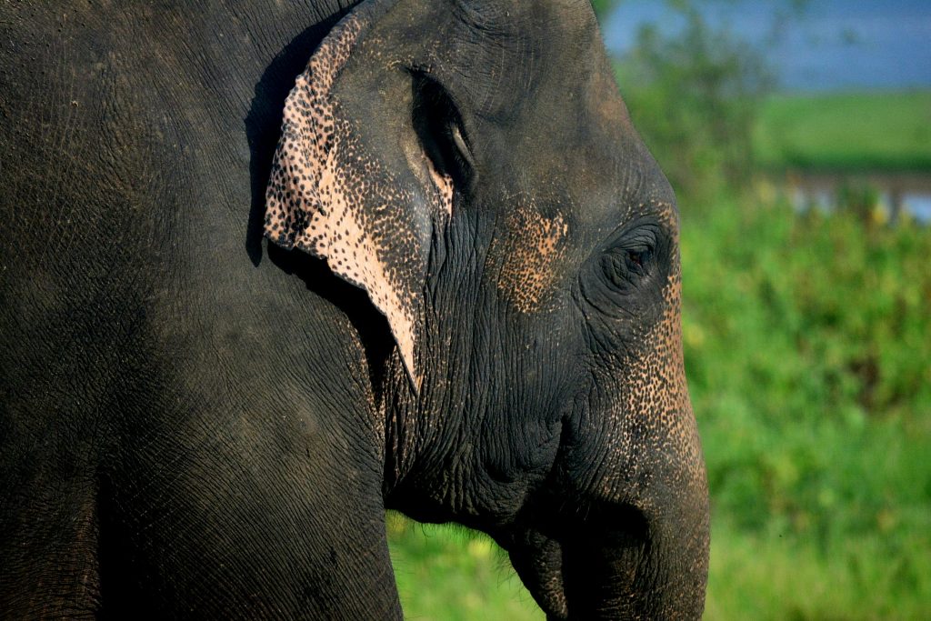 travel srilanka elephant