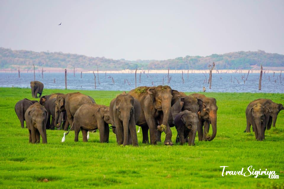 minneriya_elephant_safari