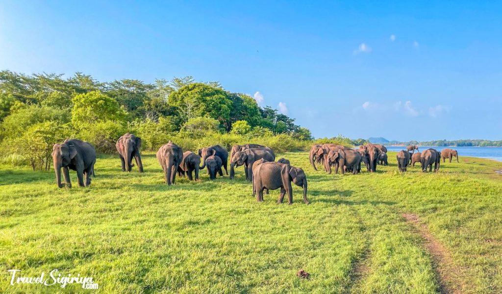 minneriya elephant safari 1