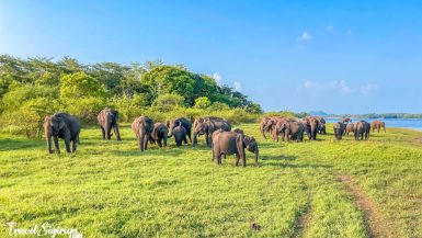 Elephant Safari in Sigiriya: A Must-Do Wildlife Experience minneriya elephant safari 1