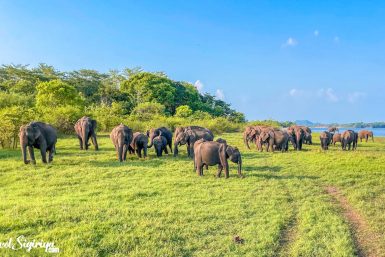 minneriya elephant safari 1