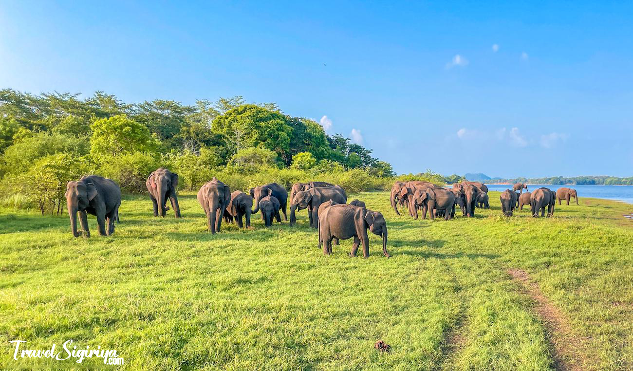 minneriya elephant safari 1