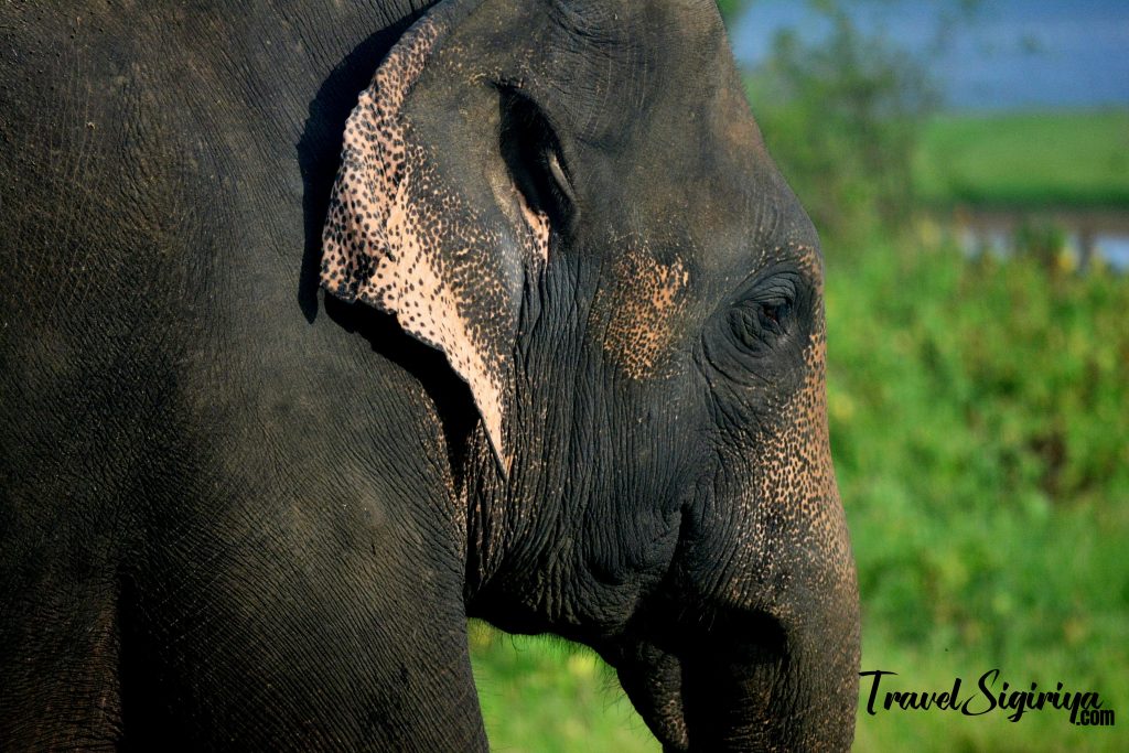 elephant-safari-sigiriya.jpg