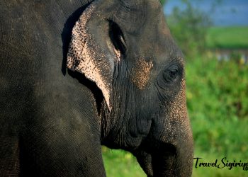elephant-safari-sigiriya.jpg