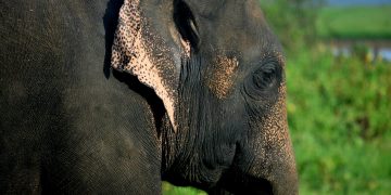 elephant-safari-sigiriya.jpg