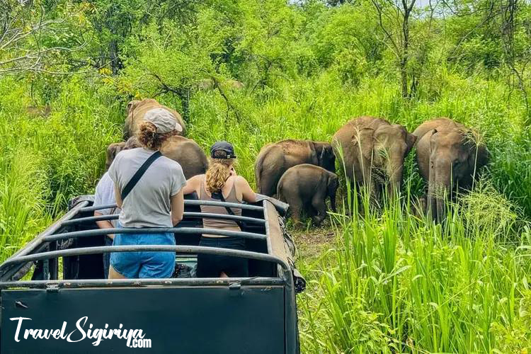 hurulu_eco_park_elephant_safari