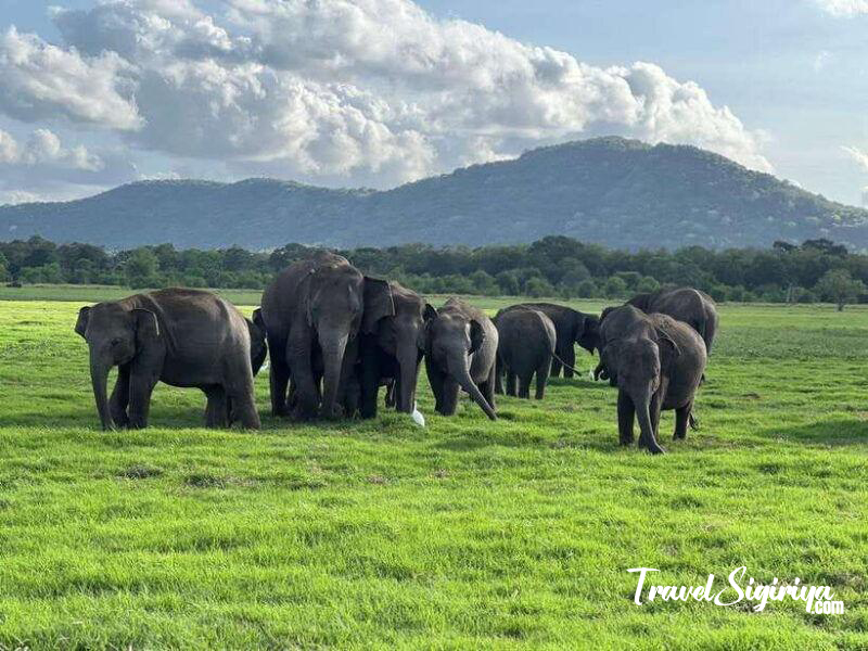 kaudulla_park_elephant_safari