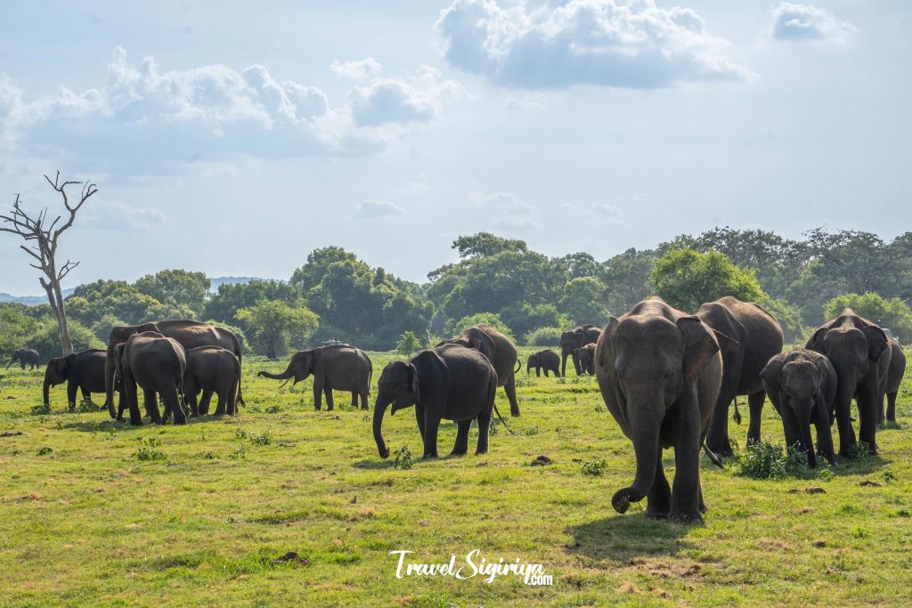 kaudulla_park elephant_safari_3