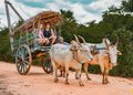 Sigiriya Village Tour: Experience The Traditional Side Of Sri Lanka