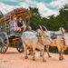 Sigiriya Village Tour: Experience The Traditional Side Of Sri Lanka