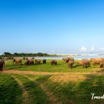 Wild elephants grazing near the reservoir at Minneriya National Park, Sri Lanka