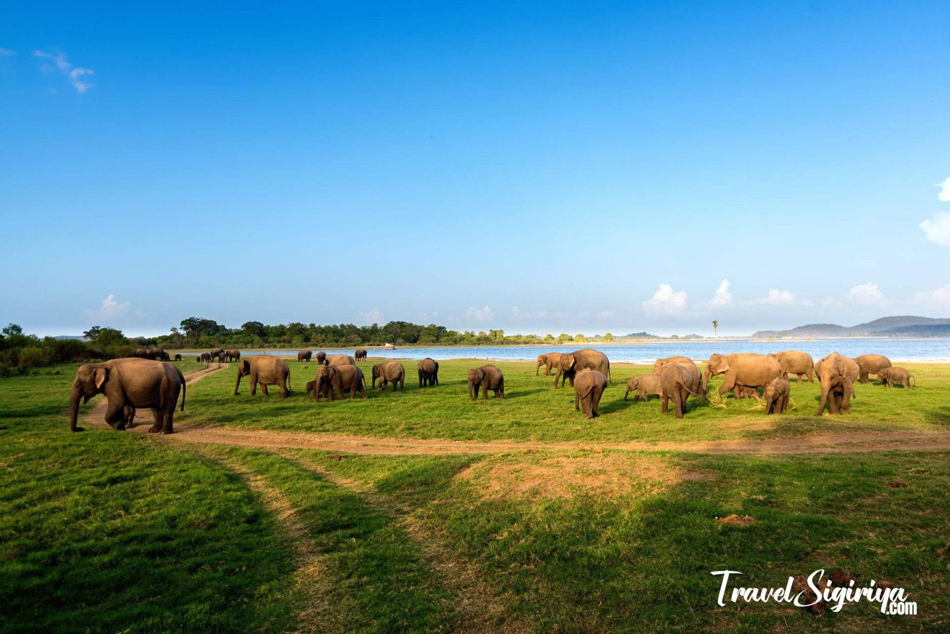Wild elephants grazing near the reservoir at Minneriya National Park, Sri Lanka