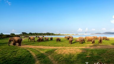 Minneriya National Park Safari Guide: Elephants, Best Time to Visit & Tips Wild elephants grazing near the reservoir at Minneriya National Park, Sri Lanka